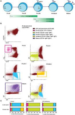 Delineating Human B Cell Precursor Development With Genetically Identified PID Cases as a Model